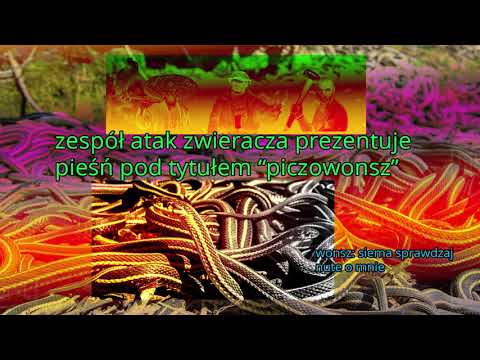 ATAK ZWIERACZA - PICZOWONSZ (AZ Kormoran x AZ Mazury x AZ Krokiet)