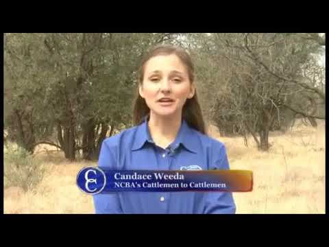 Manage Mesquite for Cattle and Wildlife