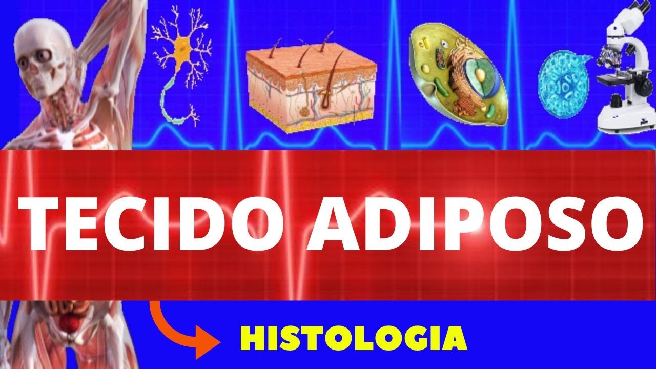 TECIDO ADIPOSO - HISTOLOGIA (ENSINO SUPERIOR) - TECIDO ADIPOSO UNILOCULAR E MULTILOCULAR
