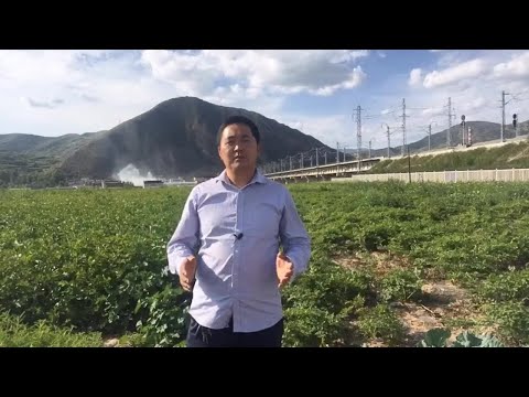 种植当归不容易，如果你不懂这个技术细节，肯定亏的没裤子穿