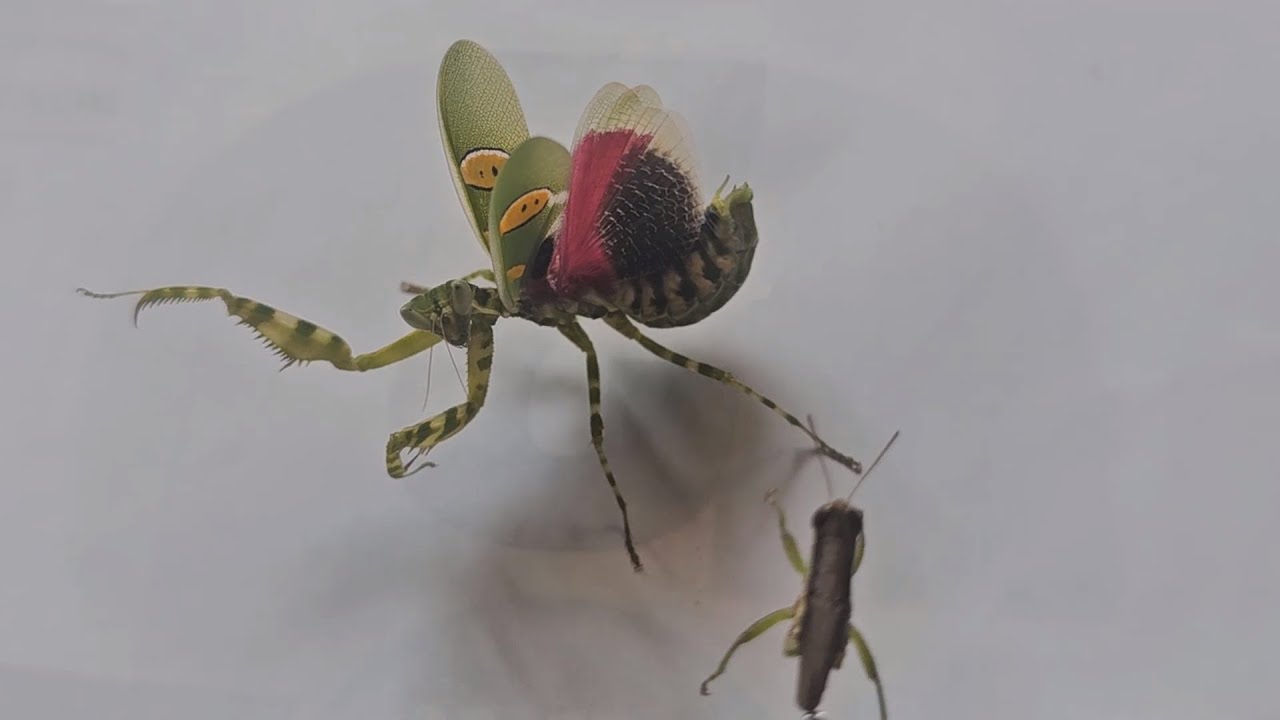 How To Make a Praying Mantis Spread its Wings