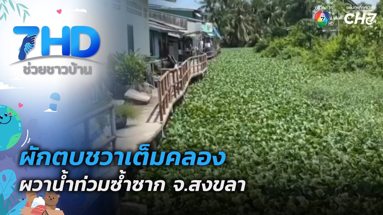 ผักตบชวาเต็มคลอง ผวาน้ำท่วมซ้ำซาก จ.สงขลา | 7 สีช่วย