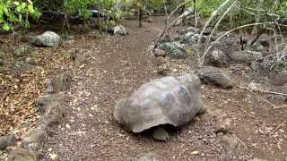 Giant turtle bites Finnish tourist at Galapagos