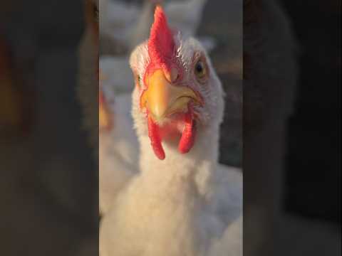 6-Week Broiler Chick: Curious & Growing Fast!