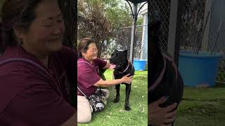 Video preview image #1 Mutt Puppy For Sale in Pasadena, CA, USA