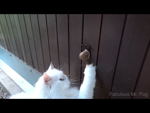 Snowflake the Cat and Snail
