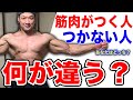 意外と知られていない【筋肉がつく人とつかない人】の違いを教えます。