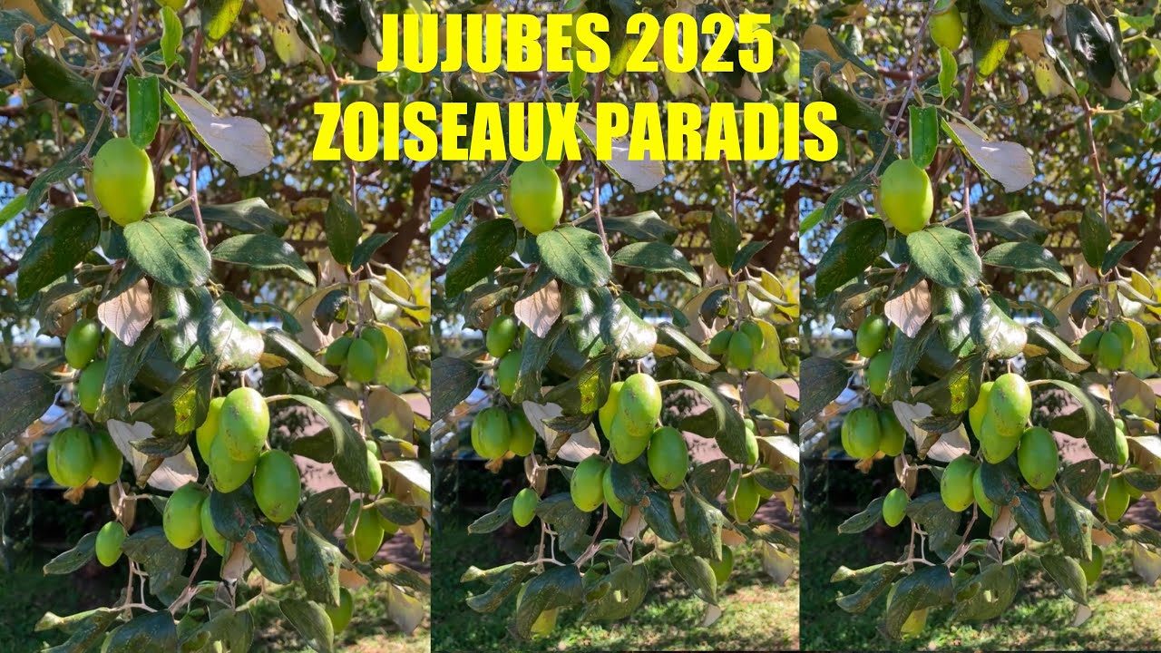 Jujubes de la Saison 2025 - Zoiseaux Paradis