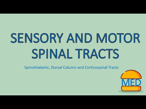 SPINAL TRACTS MADE EASY - Spinothalamic, Dorsal Column and Corticospinal!