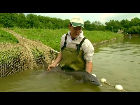 Les perles noires d’Aquitaine