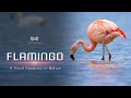 Flamingo A Visual Symphony Of Nature Hindi Infinity Stream