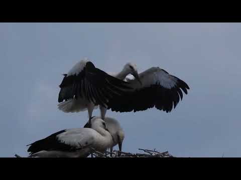 Bocianie hniezdo Valča-prevý pokus lietať