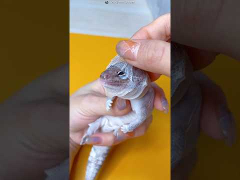 This Lizard Shed Its Skin… The Result Is Shocking#shortvideo #viralvideo