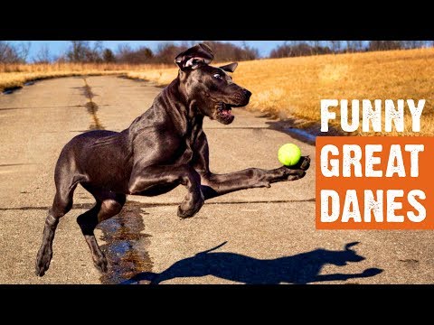 Funny Great Danes Moments