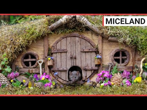 British photographer makes an adorable resort for wild mice | SWNS TV