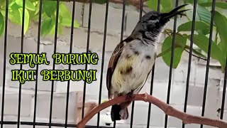 Download lagu KING KONIN GACOR BIKIN BURUNG SERUMAH IKUT BUNYI GACOR mp3
