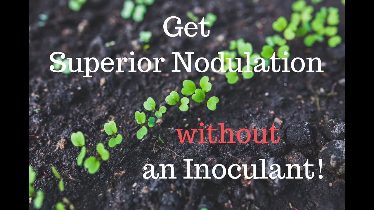 Superior Nodulation without an Inoculant