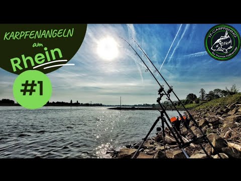 Karpfenangeln VTB 130 - Karpfenangeln am Rhein #1