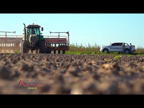 Siembra del Cultivo de Algodón - Ing. Agr. Leonel Gasko - La Clotilde Provincia del Chaco.