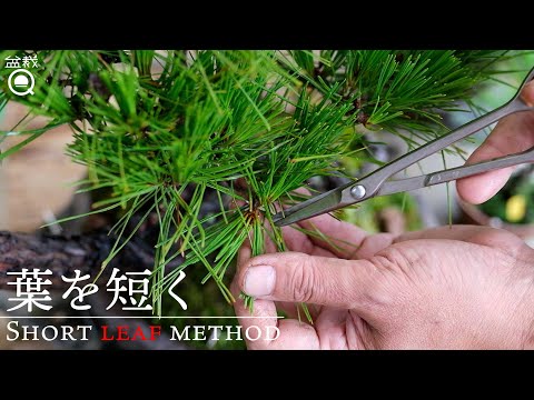 盆栽:切り方のコツ トピックス