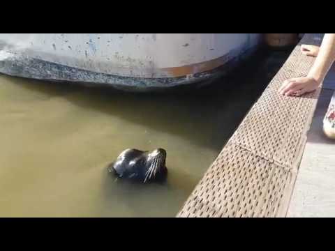 Foka wciąga dziewczynkę