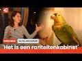 De Museumfabriek opent Wunderkammers: "Hopen een raadselachtig museum te zijn"