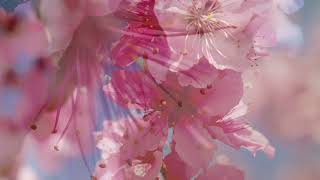 Download lagu 花と音楽🌸　🎵メリーウィドウワルツ　　レハール🇦🇹 mp3
