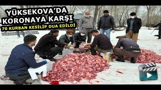 Yüksekova’da Koronaya Karşı 70 Kurban Kesilip Dua Edildi