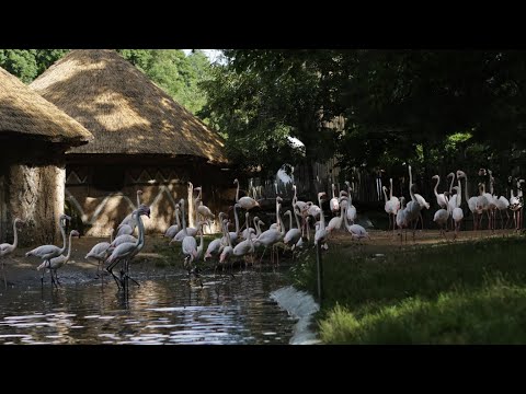 Růžoví elegáni: Představují se vám plameňáci