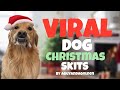 The Funniest VIRAL Dog Christmas Skits Dog Goldenretriever Christmas