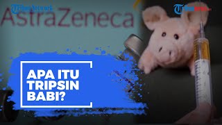AstraZeneca Bantah Vaksin Covid-19 Produksinya Mengandung Tripsin Babi, Lalu Apa Itu Tripsin Babi?