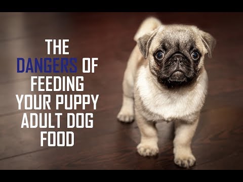 The Difference Between Adult Dog Food & Puppy Food