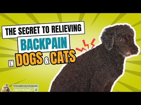 Top Remedies for Natural Pet Back Pain Relief