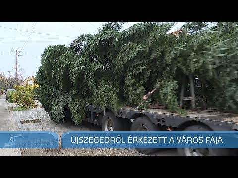 Szegedi Hírek Újszegedről érkezett a város fája 2017.11.21.