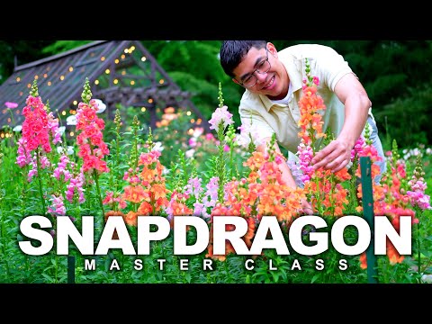 How to Grow Snapdragon from Seed to Bouquet, Cut Flower Garden