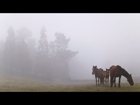 Schau: Einheimische ringen wilde Pferde beim Rapa das Bestas-Festival in Spanien