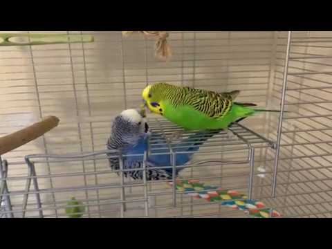 Kiwi and Pixel caught in the act...