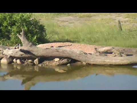 Djuma: Egyptian Geese residents not happy with visiting pair with 3/4 goslings - 16:59 - 01/23/19