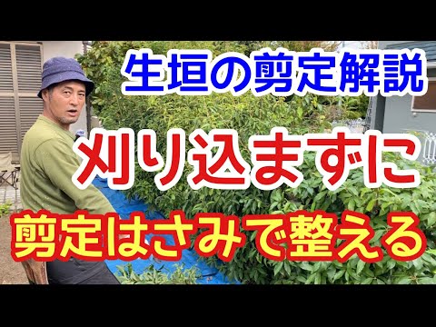 生垣を取り除く方法 トピックス