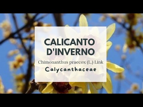 CALICANTO D'INVERNO - Chimonanthus praecox - Calycanthaceae - Wintersweet - Japanese allspice