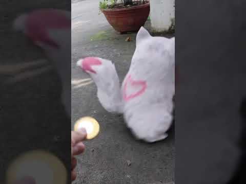 Sigma Pikachu😚 #tiktok #shorts #sigma