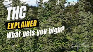 What is THC? Tetrahydrocannabinol Explained | Trichome - Weed Better