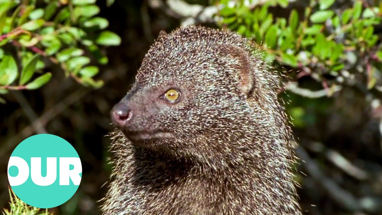 Bush Demons: The Fearsome Creatures of Spain | Our World