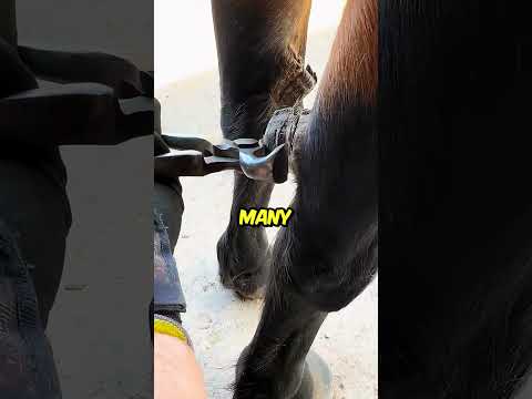 What is that thing that GROWS on horses legs? #interestingfacts