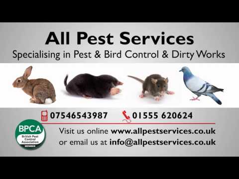 Allpest Services video.