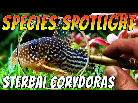Sterbai Corydoras — Corydoras sterbai