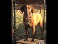 Tasha - Redbone Coon Hound - Picky
