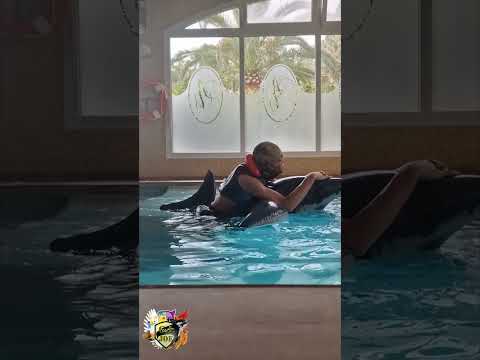 Popping inflatable toy shark in pool