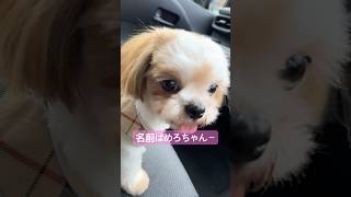 【シーズー】我が家に愛犬がやってきた！！　めろちゃん！！