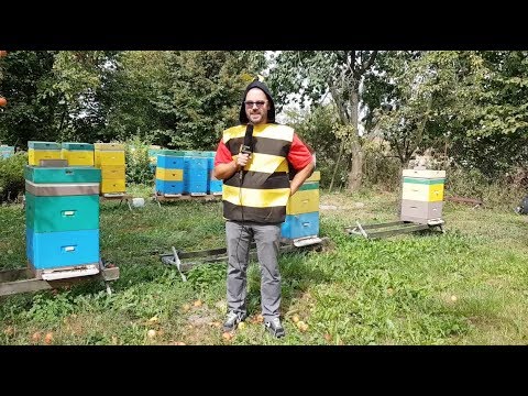 Kings of Mead odc. 75 - Jak wygląda Żądło w ulu?